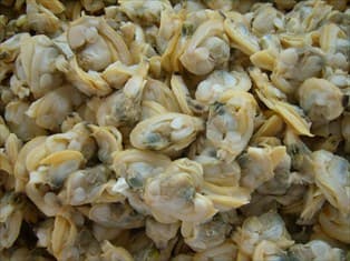 frozen cooked clam meat _ mussels _ scallop